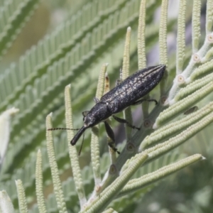 Rhinotia sp. (genus) at Holt, ACT - 27 Nov 2020