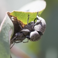 Polyphrades paganus (A weevil) at Holt, ACT - 26 Nov 2020 by AlisonMilton