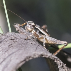 Trigonidiidae (family) at Holt, ACT - 27 Nov 2020