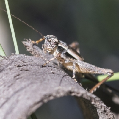 Trigonidiidae (family) (Swordtail cricket) at Holt, ACT - 26 Nov 2020 by AlisonMilton