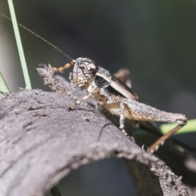 Trigonidiidae (family) (Swordtail cricket) at Holt, ACT - 27 Nov 2020 by AlisonMilton