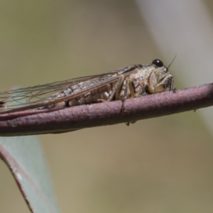 Galanga labeculata at Holt, ACT - 27 Nov 2020