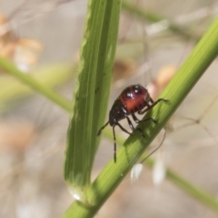 Oechalia schellenbergii (Spined Predatory Shield Bug) at Aranda Bushland - 27 Nov 2020 by AlisonMilton