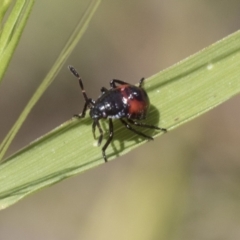 Oechalia schellenbergii at Holt, ACT - 27 Nov 2020 11:31 AM