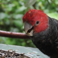 Callocephalon fimbriatum (Gang-gang Cockatoo) at Red Hill, ACT - 3 Jan 2021 by roymcd