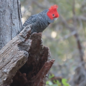 Callocephalon fimbriatum at Garran, ACT - suppressed