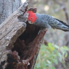 Callocephalon fimbriatum at Garran, ACT - suppressed