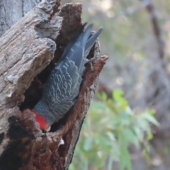 Callocephalon fimbriatum at Garran, ACT - suppressed