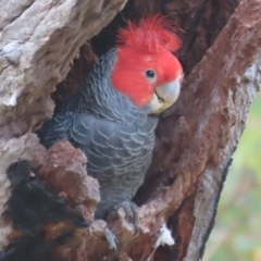 Callocephalon fimbriatum at Garran, ACT - suppressed