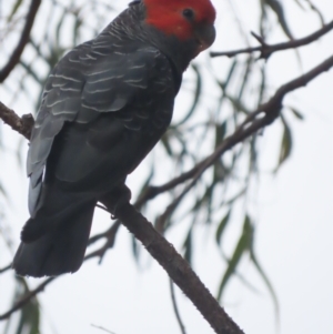 Callocephalon fimbriatum at O'Malley, ACT - 31 Dec 2020