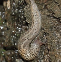 Limax maximus (Leopard Slug, Great Grey Slug) at Acton, ACT - 3 Jan 2021 by Tim L