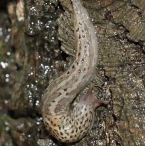 Limax maximus at Acton, ACT - 3 Jan 2021