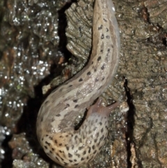 Limax maximus at Acton, ACT - 3 Jan 2021