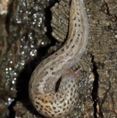 Limax maximus at Acton, ACT - 3 Jan 2021