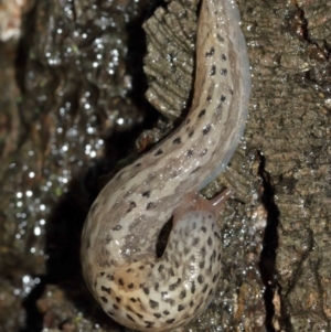 Limax maximus at Acton, ACT - 3 Jan 2021 12:27 PM