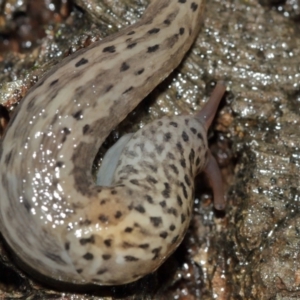 Limax maximus at Acton, ACT - 3 Jan 2021