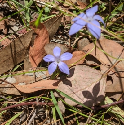 Wahlenbergia sp. (Bluebell) at Albury - 2 Jan 2021 by ChrisAllen