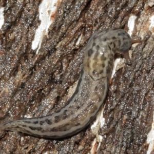 Limax maximus at Acton, ACT - 3 Jan 2021