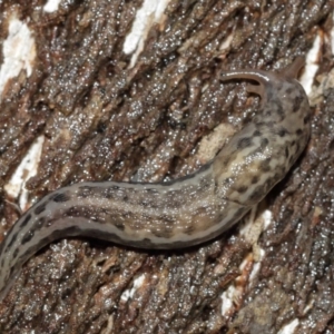 Limax maximus at Acton, ACT - 3 Jan 2021