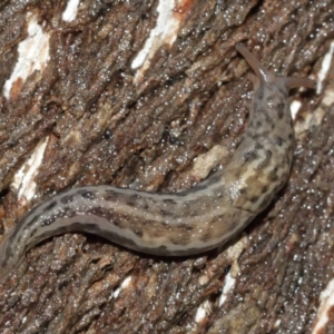 Limax maximus at Acton, ACT - 3 Jan 2021