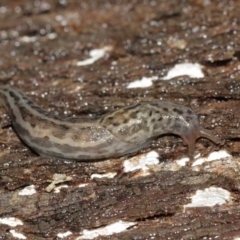 Limax maximus at Acton, ACT - 3 Jan 2021