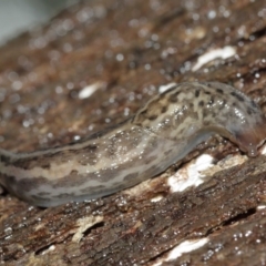 Limax maximus at Acton, ACT - 3 Jan 2021