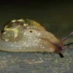 Mysticarion porrectus (Golden Semi-slug) at Acton, ACT - 3 Jan 2021 by Tim L