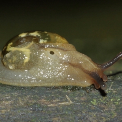 Mysticarion porrectus (Golden Semi-slug) at Acton, ACT - 3 Jan 2021 by TimL