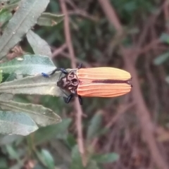 Castiarina nasuta (A jewel beetle) at Lake Burley Griffin Central/East - 1 Jan 2021 by natureguy