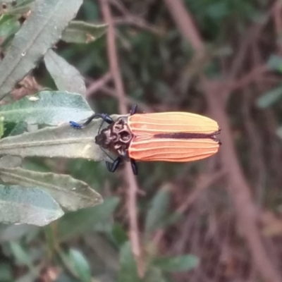 Castiarina nasuta (A jewel beetle) at Barton, ACT - 1 Jan 2021 by natureguy