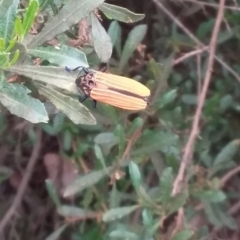 Castiarina nasuta at Barton, ACT - 2 Jan 2021