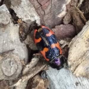 Castiarina bremei at Barton, ACT - 2 Jan 2021