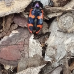 Castiarina bremei at Barton, ACT - 2 Jan 2021