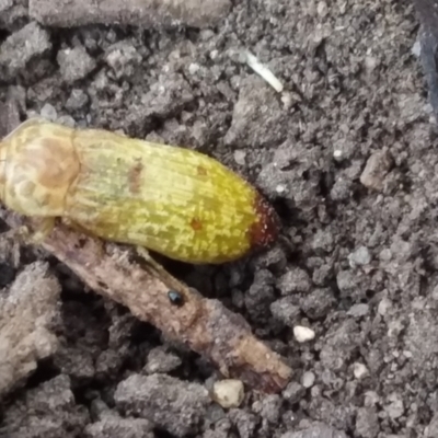 Castiarina testacea (A eucalyptus bud mimic jewel beetle) at Lake Burley Griffin Central/East - 1 Jan 2021 by natureguy