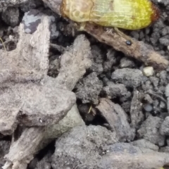 Castiarina testacea at Barton, ACT - 2 Jan 2021 10:04 AM