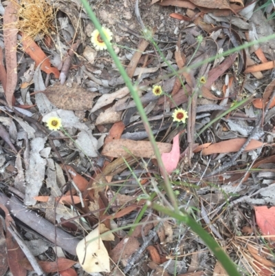 Tolpis barbata (Yellow Hawkweed) at Forde, ACT - 2 Jan 2021 by JohnGiacon