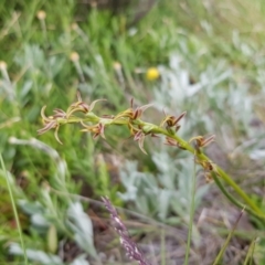 Paraprasophyllum tadgellianum (Tadgell's leek orchid) at Jagungal Wilderness, NSW - 1 Jan 2021 by jpittock