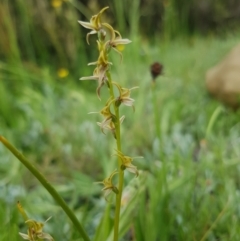 Prasophyllum tadgellianum at Jagungal Wilderness, NSW - 1 Jan 2021