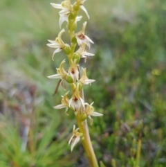 Prasophyllum sp. (A Leek Orchid) at Jagungal Wilderness, NSW - 1 Jan 2021 by jpittock