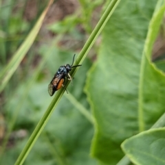 Lophyrotoma analis (Sawfly, Dock Sawfly) at Wodonga, VIC - 4 Jan 2021 by ChrisAllen