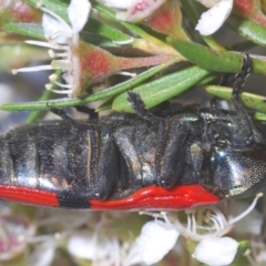 Castiarina deyrollei at Paddys River, ACT - 1 Jan 2021