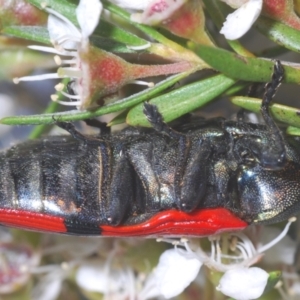 Castiarina deyrollei at Paddys River, ACT - 1 Jan 2021