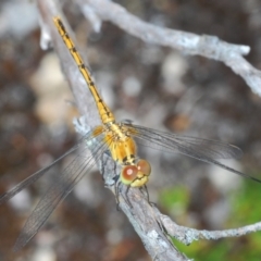 Diplacodes bipunctata (Wandering Percher) at Paddys River, ACT - 31 Dec 2020 by Harrisi