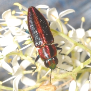 Selagis aurifera at Hughes, ACT - 3 Jan 2021