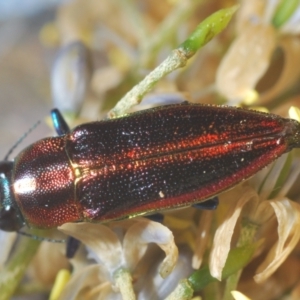 Selagis aurifera at Hughes, ACT - 3 Jan 2021