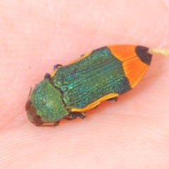 Castiarina kerremansi (A jewel beetle) at Hughes, ACT - 2 Jan 2021 by Harrisi