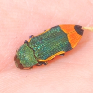 Castiarina kerremansi at Hughes, ACT - 2 Jan 2021