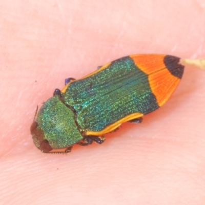 Castiarina kerremansi (A jewel beetle) at Hughes, ACT - 2 Jan 2021 by Harrisi