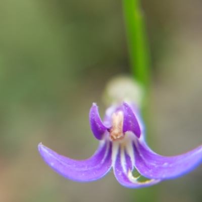 Lobelia sp. (A Lobelia) at Belanglo, NSW - 3 Jan 2021 by Frankelmonster