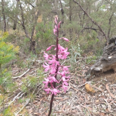 Dipodium roseum (Rosy Hyacinth Orchid) at Belanglo, NSW - 3 Jan 2021 by Frankelmonster